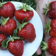 Саджанець Суниця садова (полуниця) Сансет Веллі в контейнері